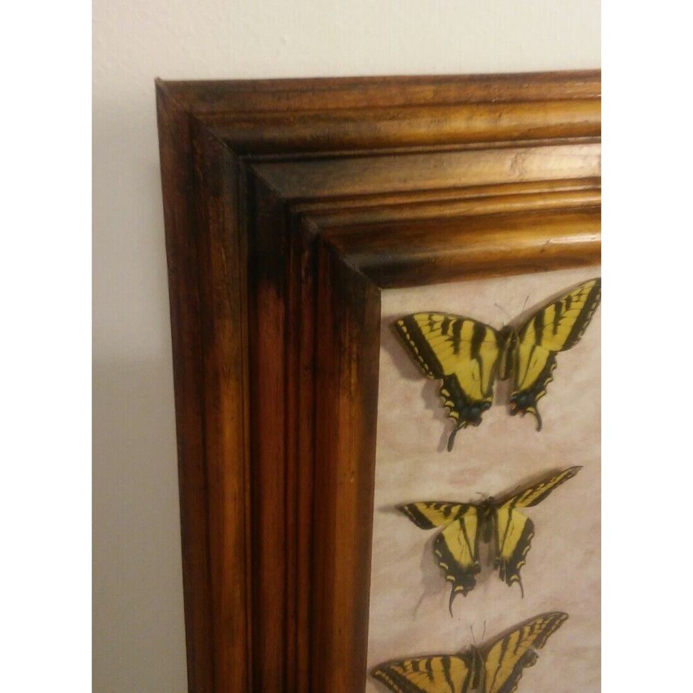 Butterfly Mounts - in 21 x 17" frame - Picture 8 of 8